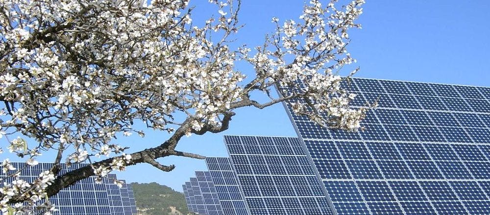 Grandes paneles solares antepuestos por un árbol en flor